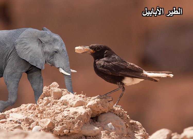الطير الابابيل